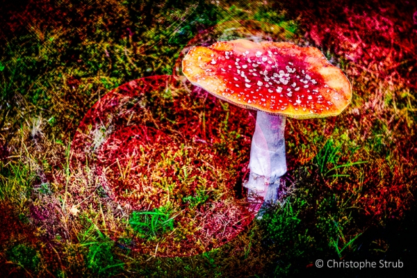 Mushroom blues.jpg